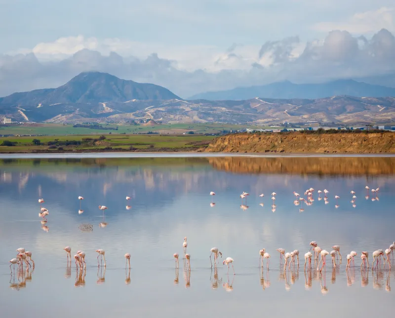 Flamingos at Larnaca Salt Lake